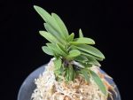 봉옥 鳳玉 Hougyoku