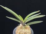 대하 大河 Daeha(Taiga) (Ruby root)