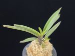 대하 大河 Daeha(Taiga) (Ruby root)