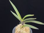 대하 大河 Daeha(Taiga) (Ruby root)