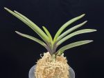 대하 大河 Daeha(Taiga) (Ruby root)