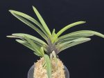 대하 大河 Daeha(Taiga) (Ruby root)