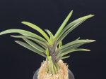 대하 大河 Daeha(Taiga) (Ruby root)