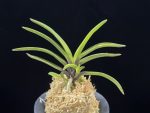 대하 大河 Daeha(Taiga) (Ruby root)