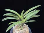 대하 大河 Daeha(Taiga) (Ruby root)