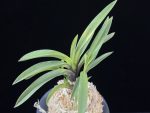 대하 大河 Daeha(Taiga) (Ruby root)