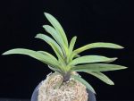 대하 大河 Daeha(Taiga) (Ruby root)