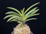 대하 大河 Daeha(Taiga) (Ruby root)