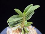 녹채보 緑彩宝 Ryokusaiho