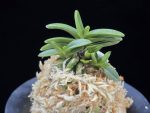흑진주 黒真珠 Kuroshinju