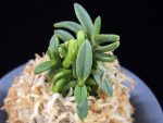 흑진주 黒真珠 Kuroshinju
