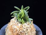 흑진주 黒真珠 Kuroshinju