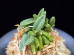 흑진주 黒真珠 Kuroshinju