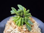 흑진주 黒真珠 Kuroshinju
