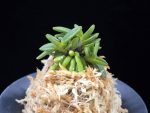 흑진주 黒真珠 Kuroshinju