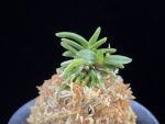 흑진주 黒真珠 Kuroshinju