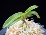 청담 淸潭 Cheongdam (Ruby root)