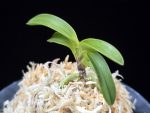 청담 淸潭 Cheongdam (Ruby root)
