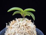 청담 淸潭 Cheongdam (Ruby root)