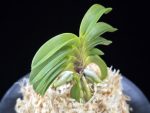청담 淸潭 Cheongdam (Ruby root)