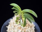 청담 淸潭 Cheongdam (Ruby root)