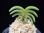 청담 淸潭 Cheongdam (Ruby root)