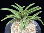 아소금 兒小錦 Asogeum (Mini amami shima)