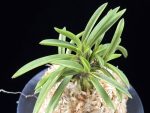 아소금 兒小錦 Asogeum (Mini amami shima)