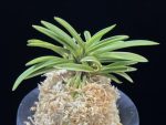 아소금 兒小錦 Asogeum (Mini amami shima)