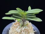 백일몽 白日夢 Hakujitsumu