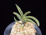 신라 新羅 Sinra (Shiragi)