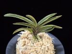 신라 新羅 Sinra (Shiragi)