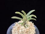 신라 新羅 Sinra (Shiragi)