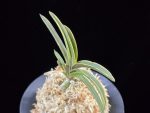 신라 新羅 Sinra (Shiragi)