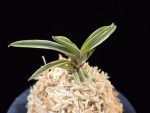 신라 新羅 Sinra (Shiragi)