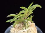 변경환 弁慶丸 Benkeimaru