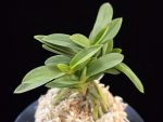 청력 青力 Seiryoku
