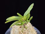 부용 芙蓉 Buyong