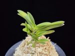 부용 芙蓉 Buyong