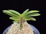 부용 芙蓉 Buyong