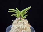 부용 芙蓉 Buyong