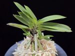 부용 芙蓉 Buyong
