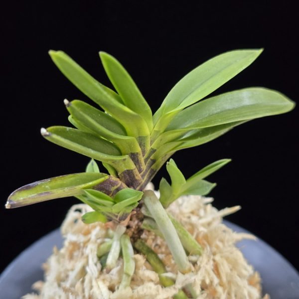 부용 芙蓉 Buyong
