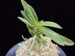 부용 芙蓉 Buyong