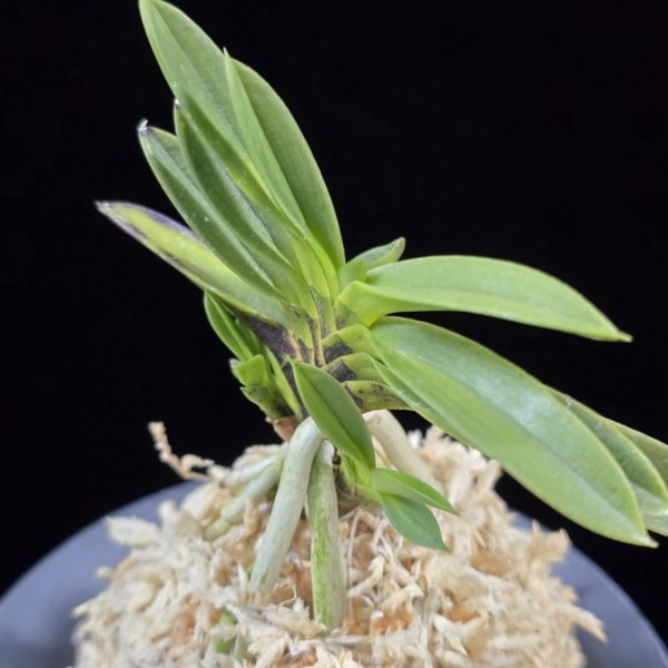 부용 芙蓉 Buyong