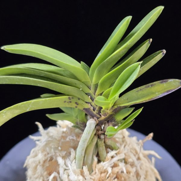 부용 芙蓉 Buyong