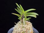 부용 芙蓉 Buyong
