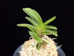 부용 芙蓉 Buyong