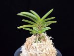 부용 芙蓉 Buyong