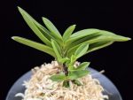 부용 芙蓉 Buyong